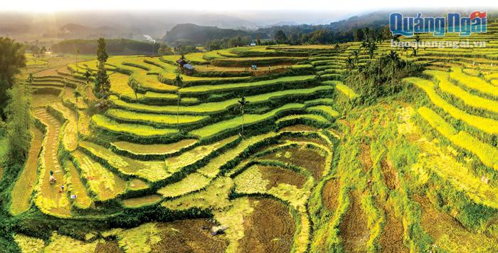 UBND huyện Sơn Hà,Quảng Ngãi tuyển dụng giáo viên các cấp năm 2021 như sau: