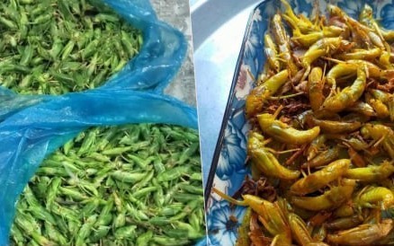 Loại côn trùng bay đầy đồng lúa có giá bán cao bất ngờ
