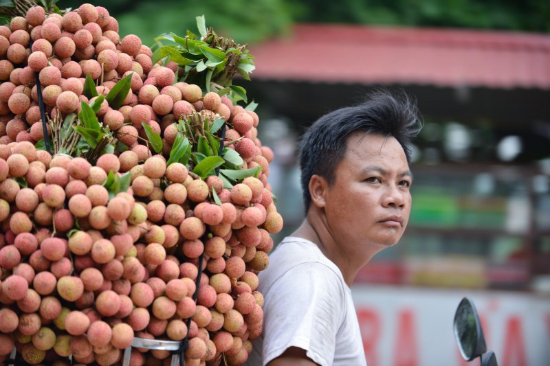 Ba kịch bản tiêu thụ vải thiều Bắc Giang