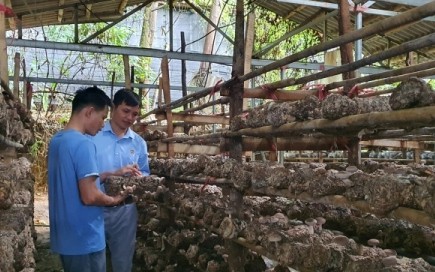 Chàng thanh niên người Thái ở Sơn La thu tiền tỷ mỗi năm từ trồng nấm