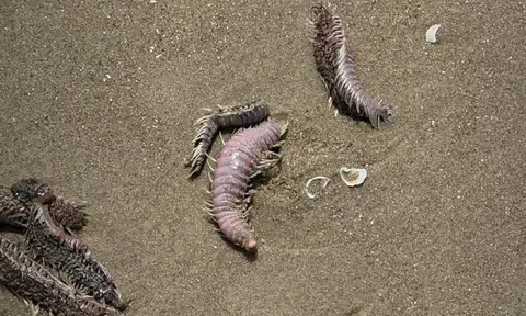 Vũng Tàu trấn an du khách trước hiện tượng sâu biển, sứa dạt vào Bãi Sau dịp lễ 30/4