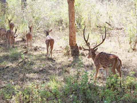 Ấn Độ Thành lập "Liên minh Các loài Mèo lớn Quốc tế"