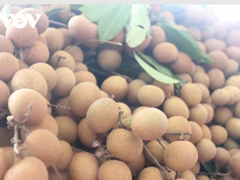 Nhãn Sông Mã chín sớm ngọt lịm, giá gấp 3 lần chính vụ