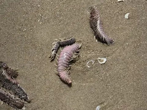 Vũng Tàu trấn an du khách trước hiện tượng sâu biển, sứa dạt vào Bãi Sau dịp lễ 30/4