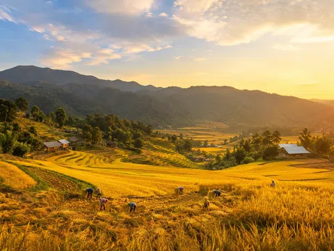 Đồng Phúc mùa lúa chín: Chạm vào mùa vàng giữa miền xanh Thái Nguyên