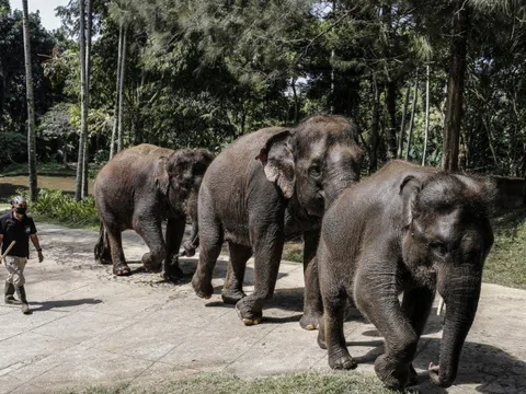 Đàn voi ở Bali cần du khách để tồn tại