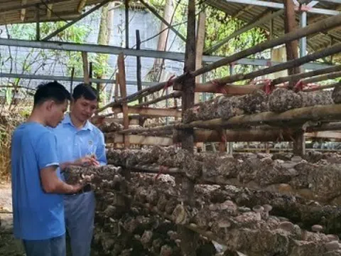 Chàng thanh niên người Thái ở Sơn La thu tiền tỷ mỗi năm từ trồng nấm