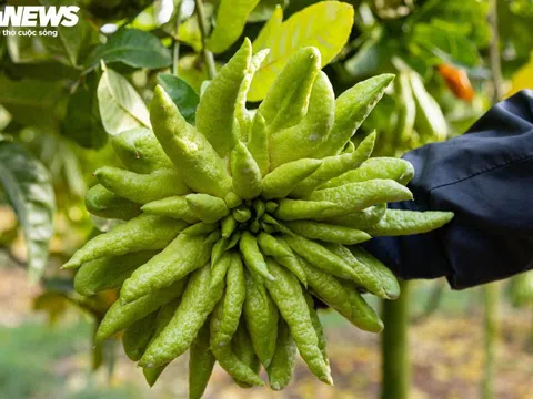 Tất bật thu hoạch, người dân trồng phật thủ ở Hà Nội bội thu