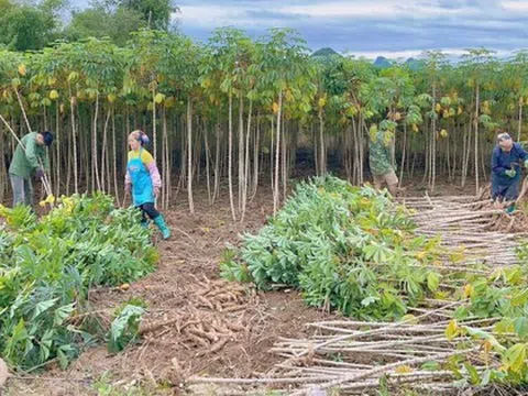 Ngoài sầu riêng, một nông sản khác từ Việt Nam là đối thủ lớn của Thái Lan: Trung Quốc săn mua gần 90% sản lượng, nước ta xuất khẩu đứng thứ 2 thế giới